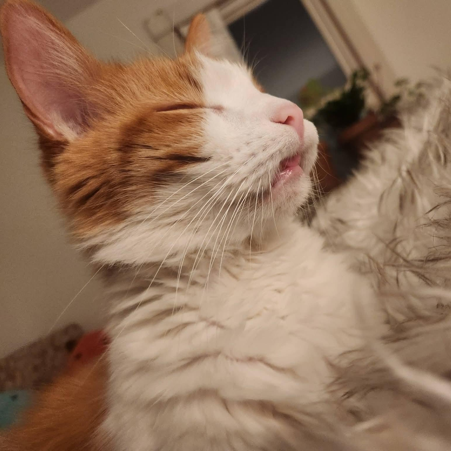 Enlarge Higgins , a ADOPTABLE Domestic Short Hair in Huntington, MA image 3/4