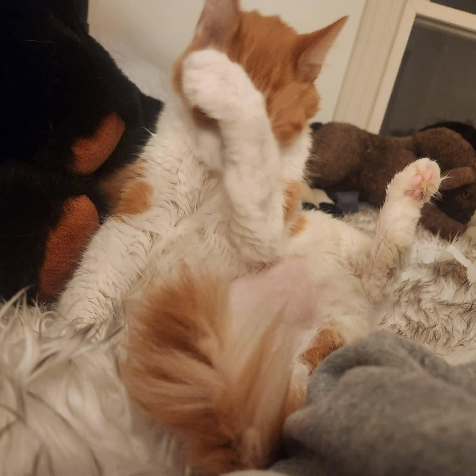 Enlarge Higgins , a ADOPTABLE Domestic Short Hair in Huntington, MA image 2/4