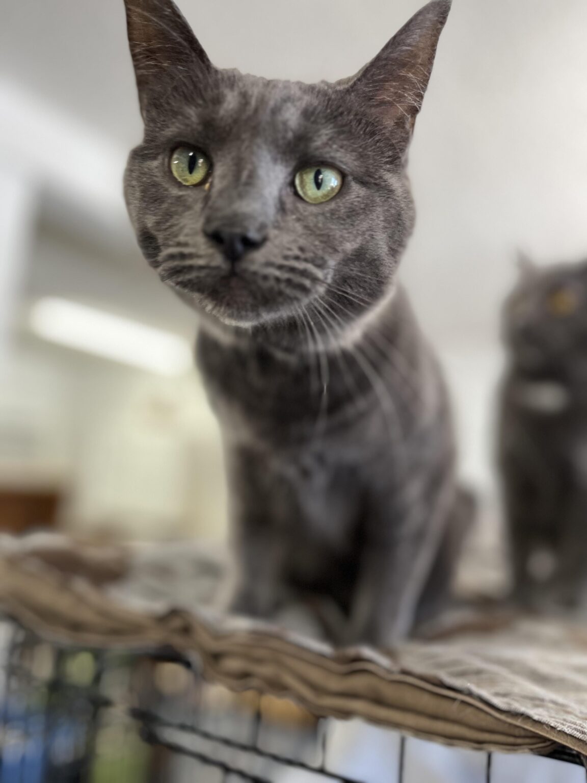 Enlarge Elsa, a Adoptable Domestic Short Hair in Marion, IN image 1/2