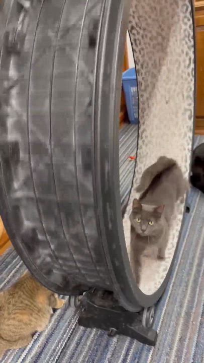 Enlarge Elsa, a Adoptable Domestic Short Hair in Marion, IN video 2/2