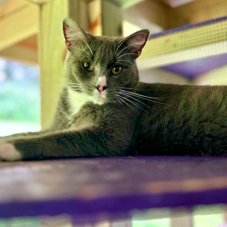 Boots, Adoptable, Adult Male Domestic Short Hair.