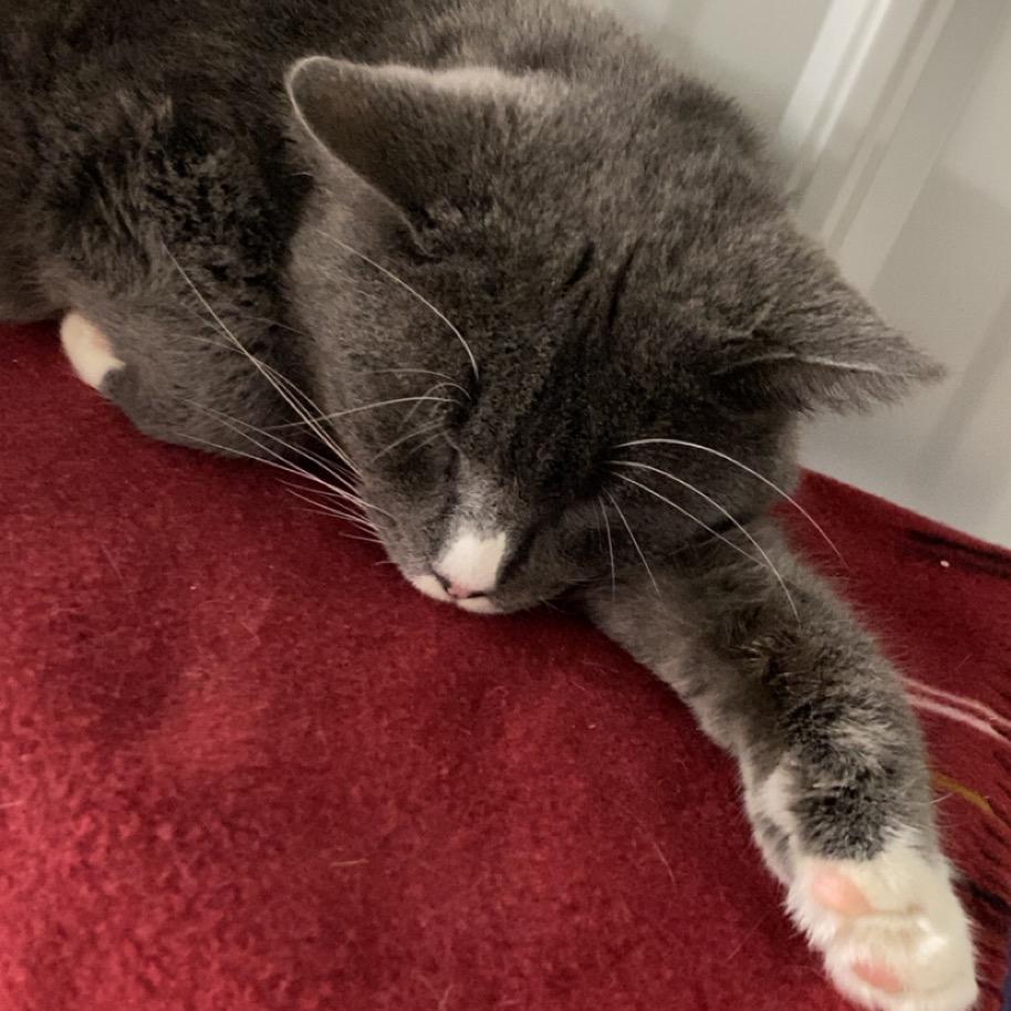 Enlarge Boots, a Adoptable Domestic Short Hair in Blairsville, GA image 2/6