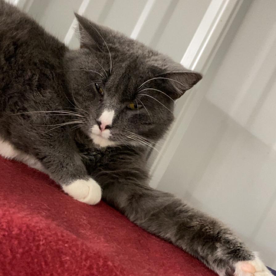 Enlarge Boots, a Adoptable Domestic Short Hair in Blairsville, GA image 3/6