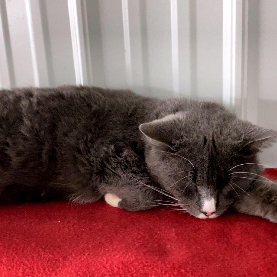 Enlarge Boots, a Adoptable Domestic Short Hair in Blairsville, GA image 4/6