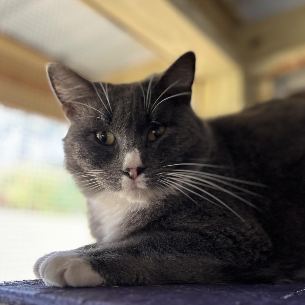 Enlarge Boots, a Adoptable Domestic Short Hair in Blairsville, GA image 5/6