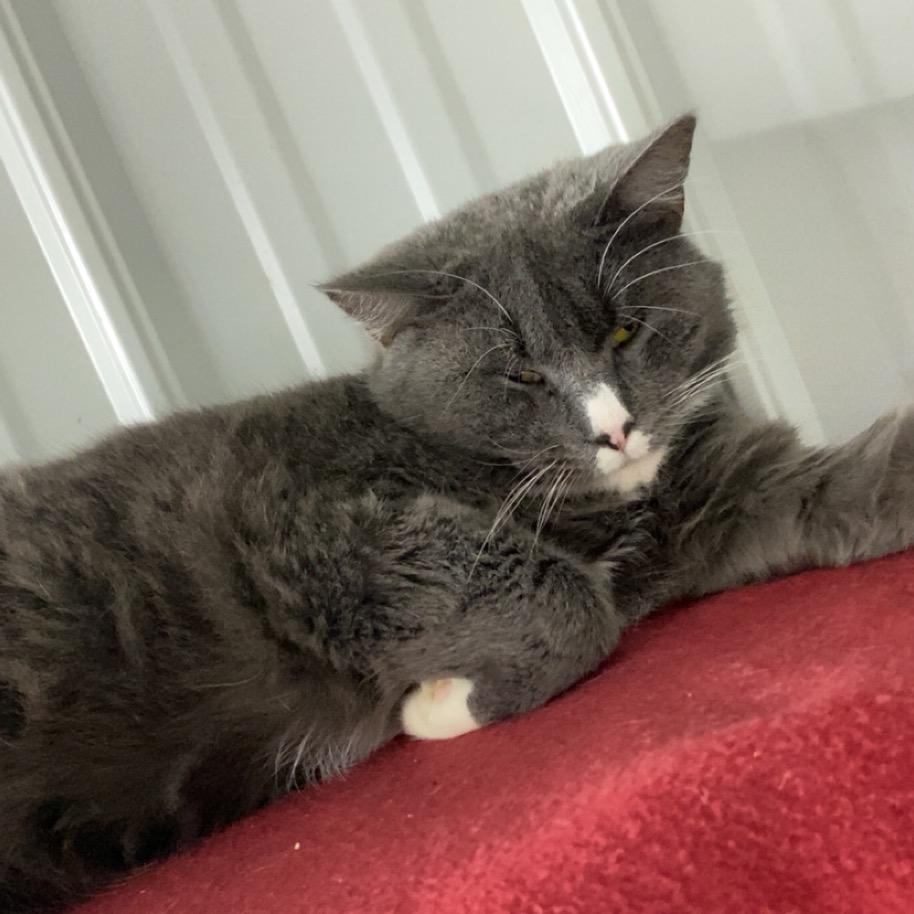 Enlarge Boots, a Adoptable Domestic Short Hair in Blairsville, GA image 6/6