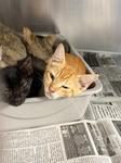 Finbar, ADOPTABLE, Kitten Male Domestic Short Hair.