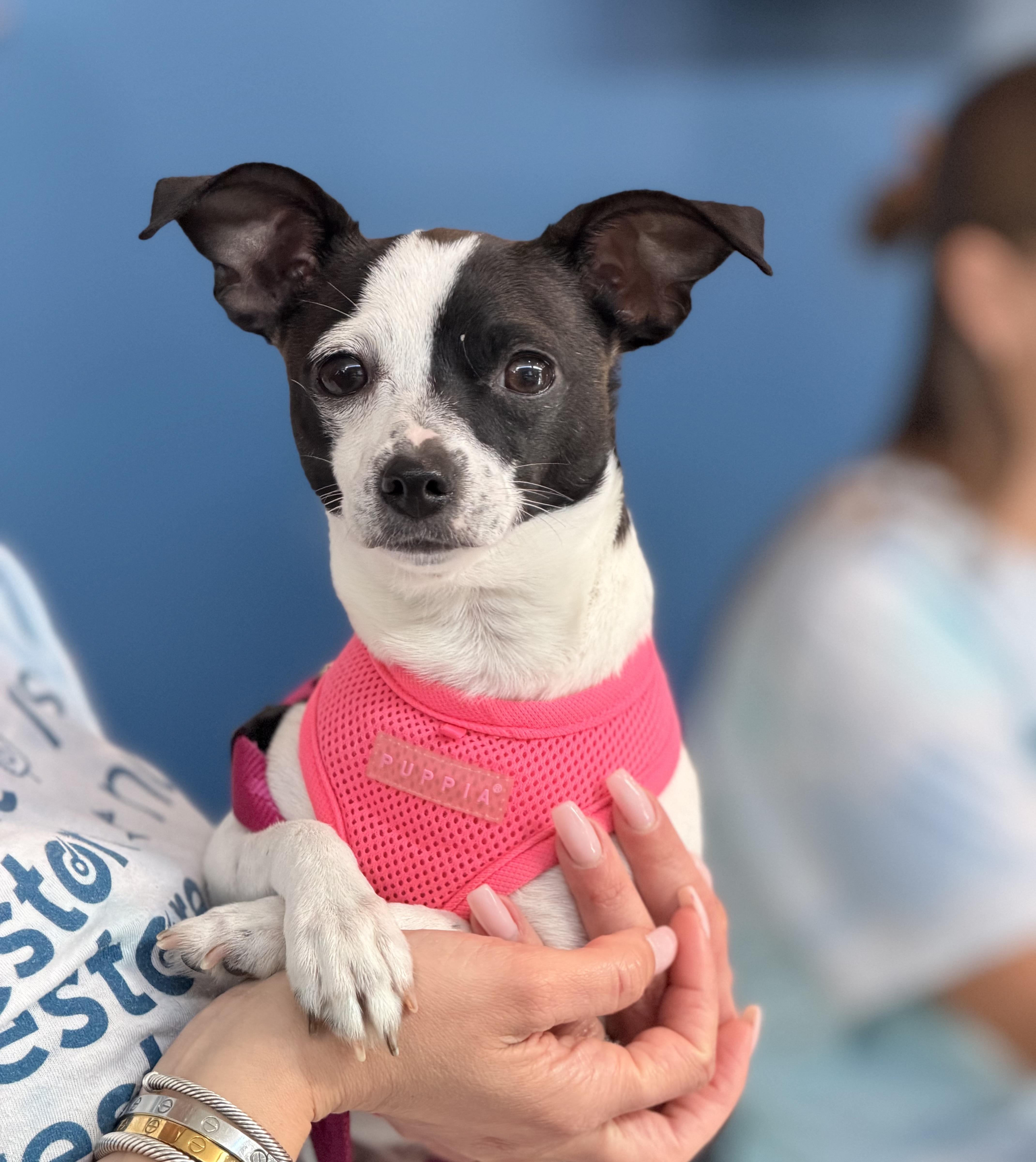 Lainey, Adoptable, Young Female Rat Terrier.