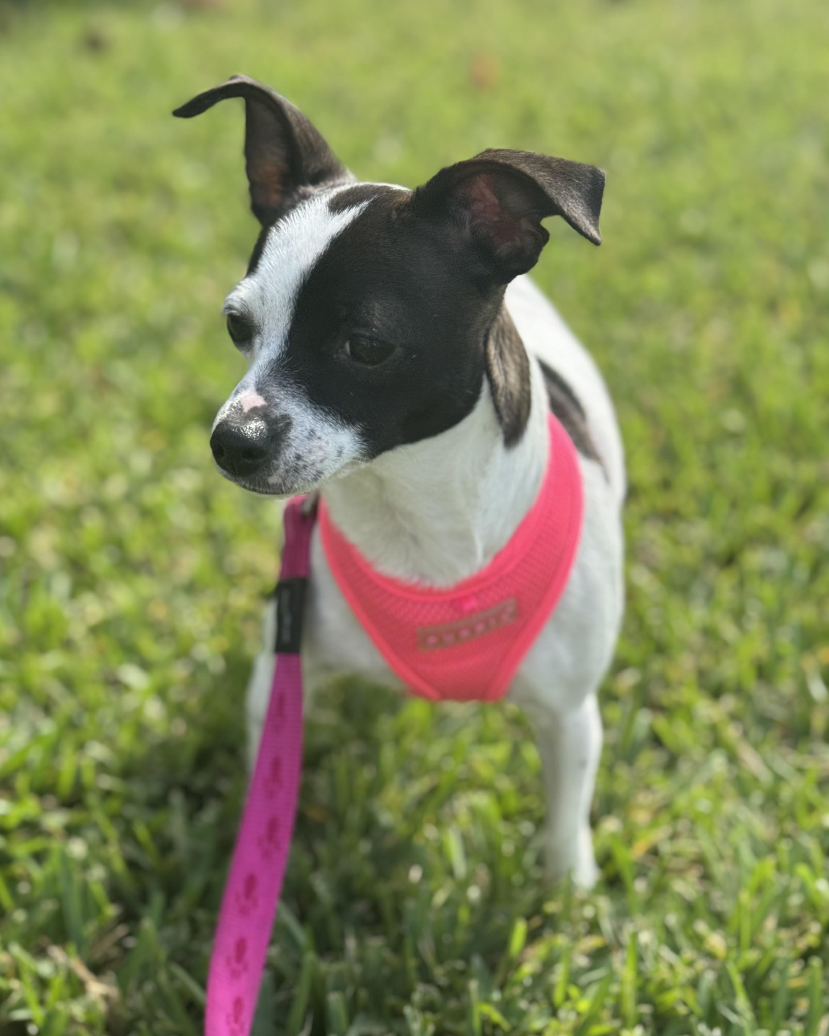 Enlarge Lainey, a Adoptable mixed breed in Palm springs, FL image 2/4