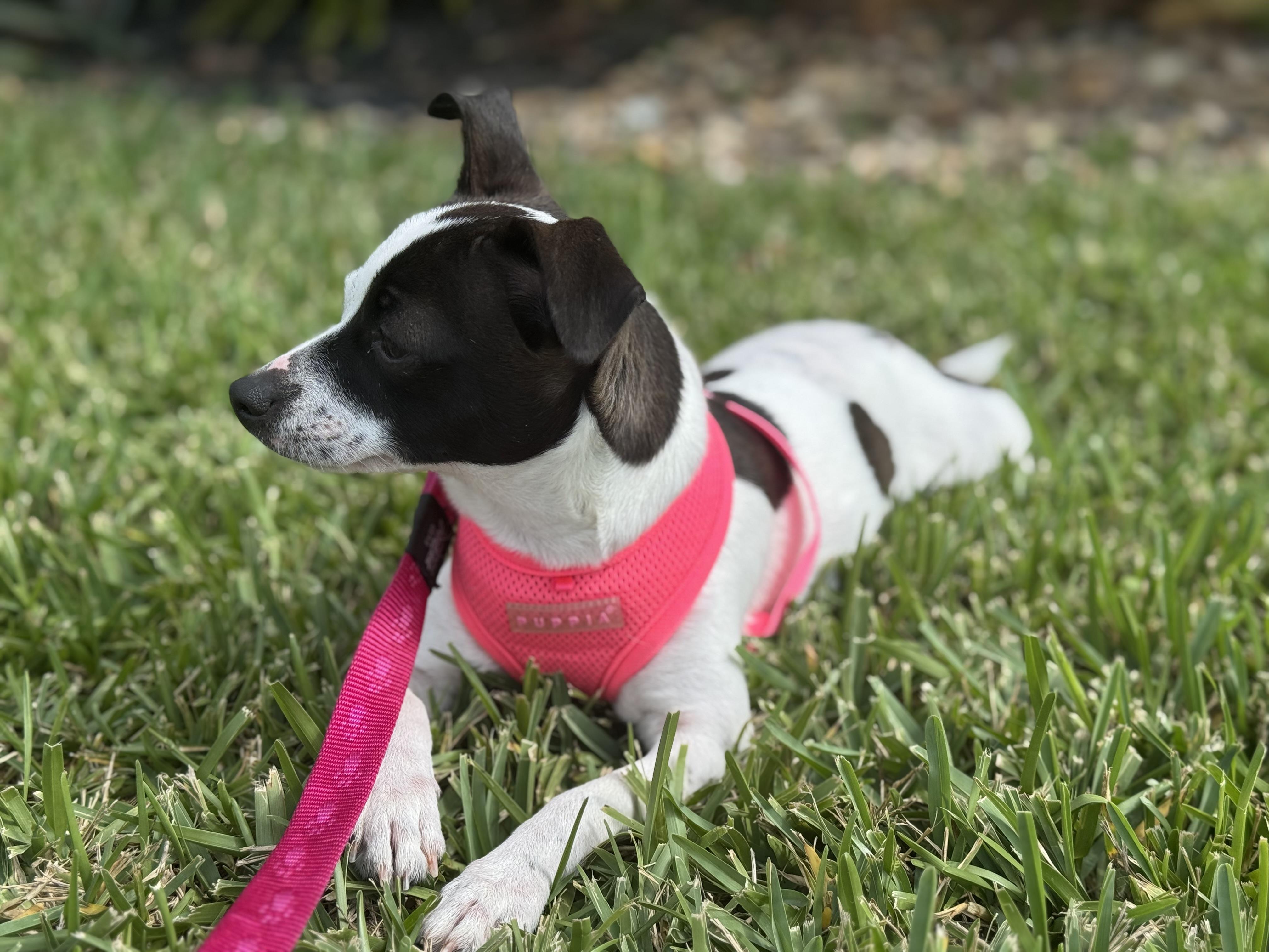 Enlarge Lainey, a Adoptable mixed breed in Palm springs, FL image 4/4