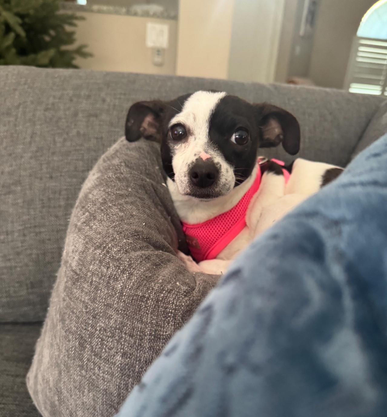 Enlarge Lainey, a Adoptable mixed breed in Palm springs, FL image 3/4