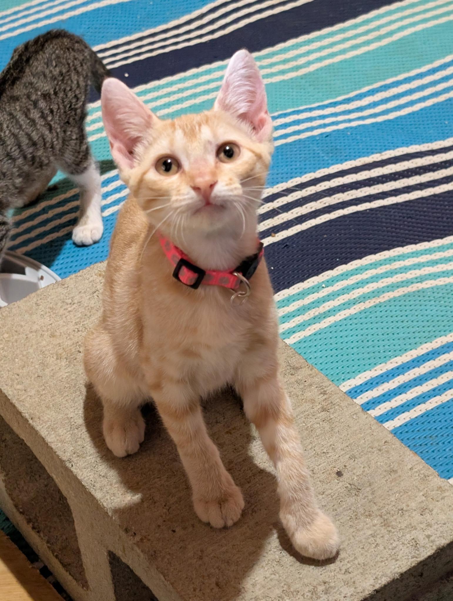 Clementine (Lisa-fostered in New England) photo 2