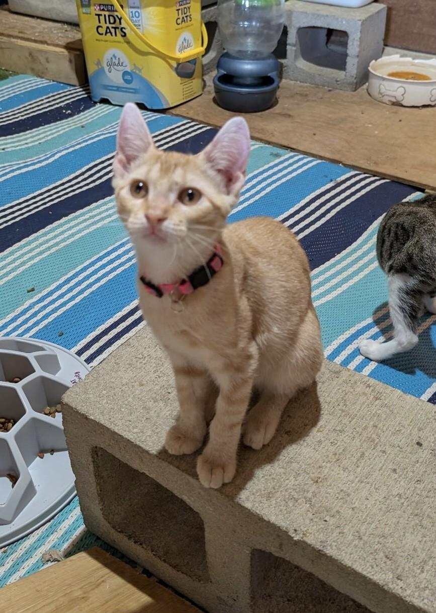 Clementine (Lisa-fostered in New England) photo 3