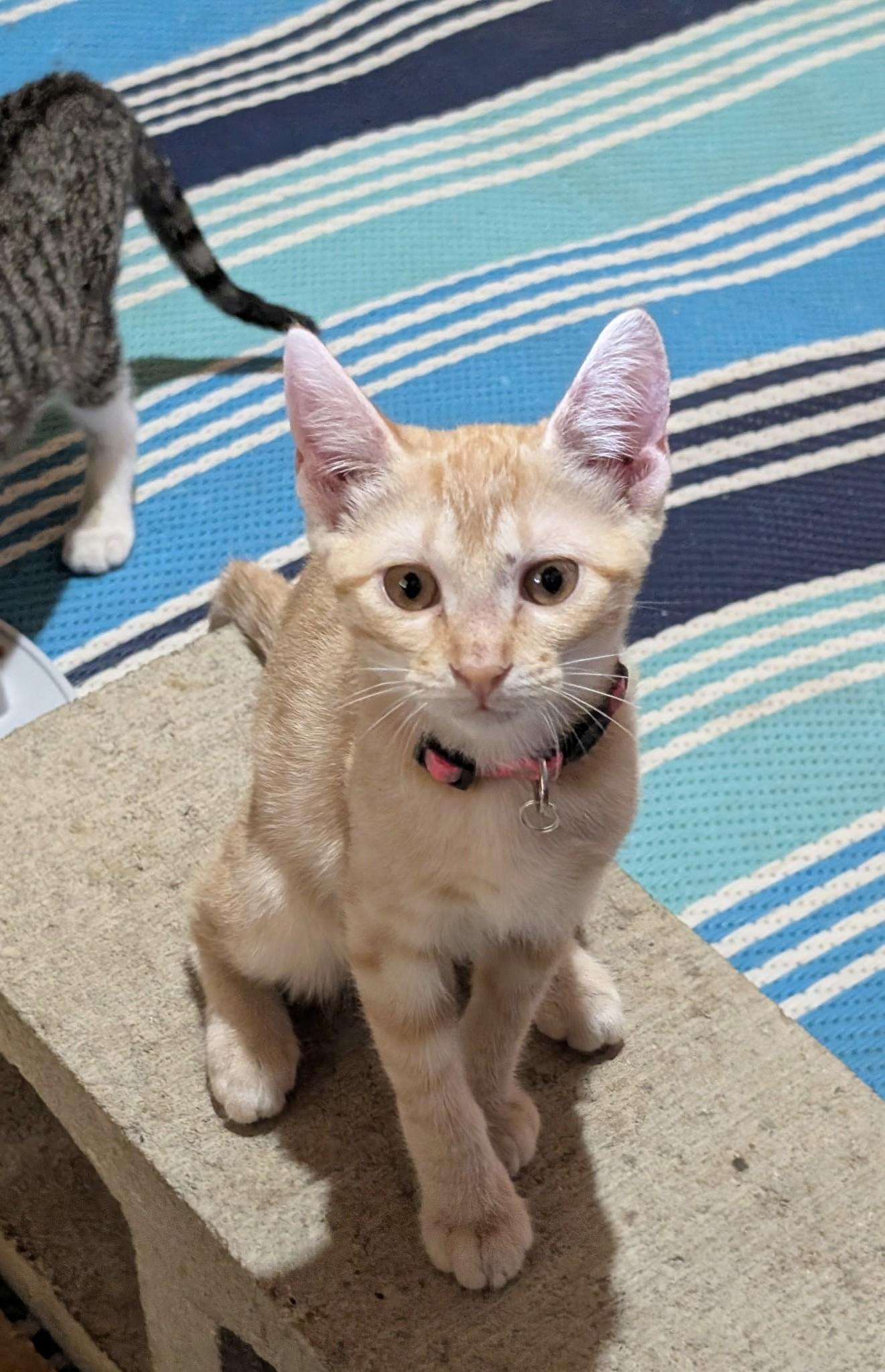 Clementine (Lisa-fostered in New England), Baby Female unknown