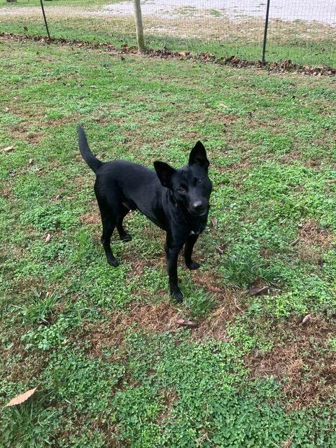 Licorice, Adoptable, Adult Male Mixed Breed.