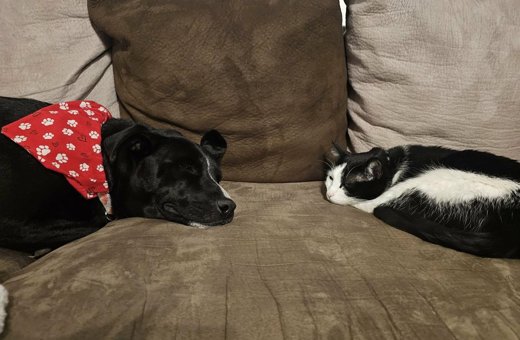 Enlarge Jetta (AO35700), a ADOPTABLE mixed breed in Kansas City, KS image 2/6