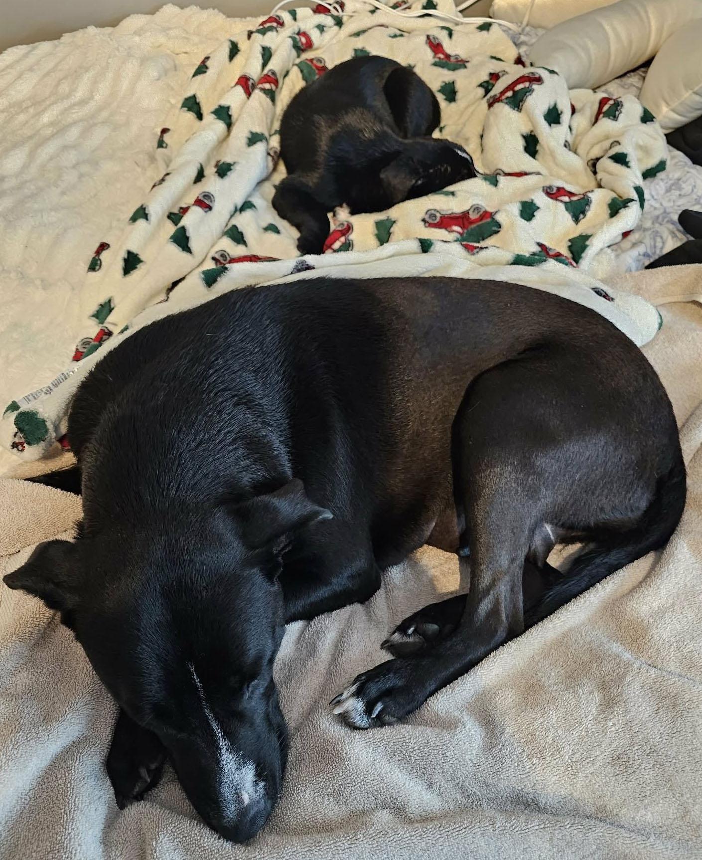 Enlarge Jetta (AO35700), a ADOPTABLE mixed breed in Kansas City, KS image 6/6