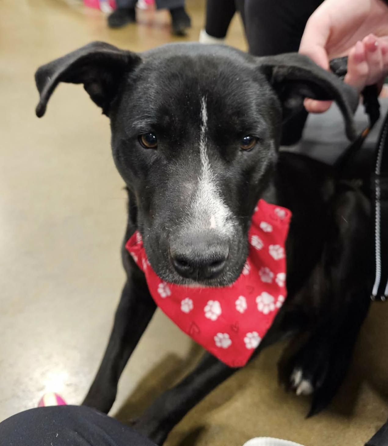 Enlarge Jetta (AO35700), a ADOPTABLE mixed breed in Kansas City, KS image 4/6