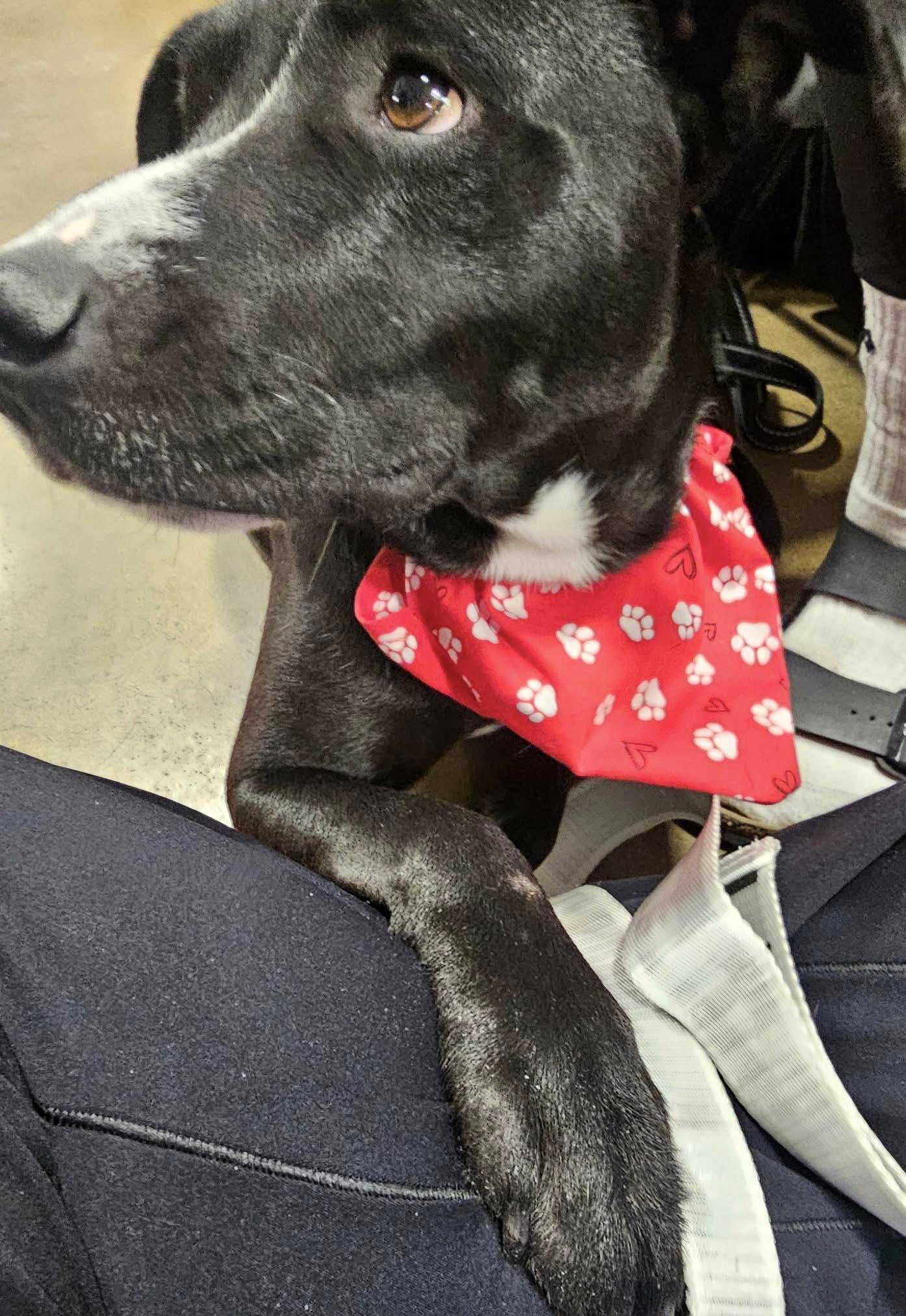 Enlarge Jetta (AO35700), a ADOPTABLE mixed breed in Kansas City, KS image 5/6