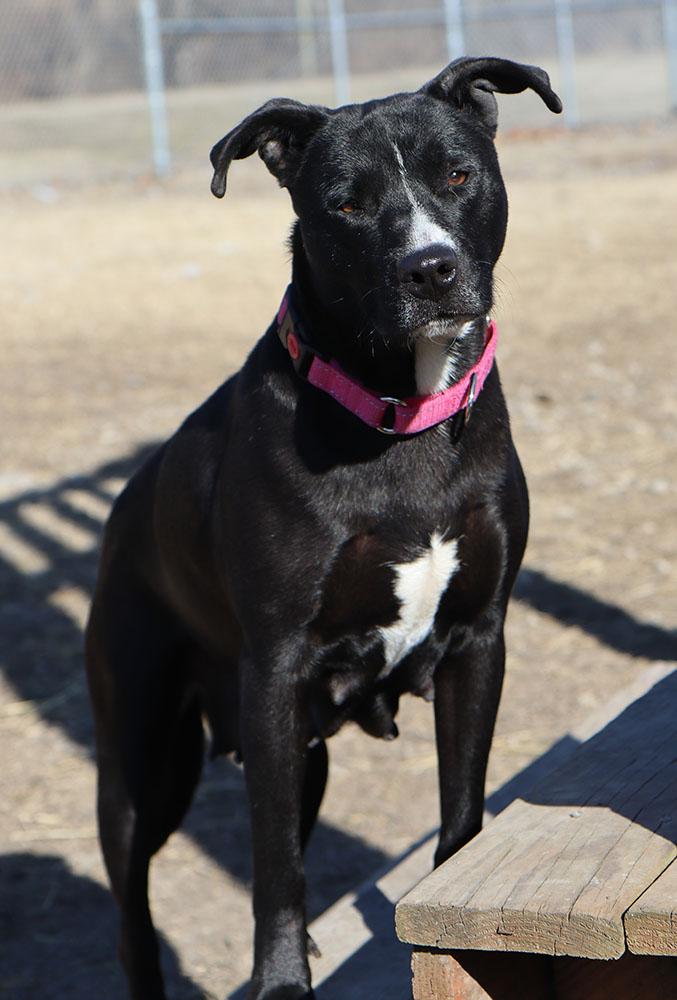 Enlarge Jetta (AO35700), a ADOPTABLE mixed breed in Kansas City, KS image 3/6
