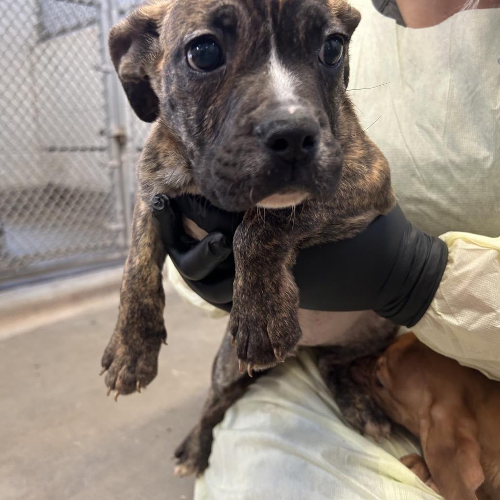Tonka Jahari, a Adoptable mixed breed in Amarillo, TX image 1/6