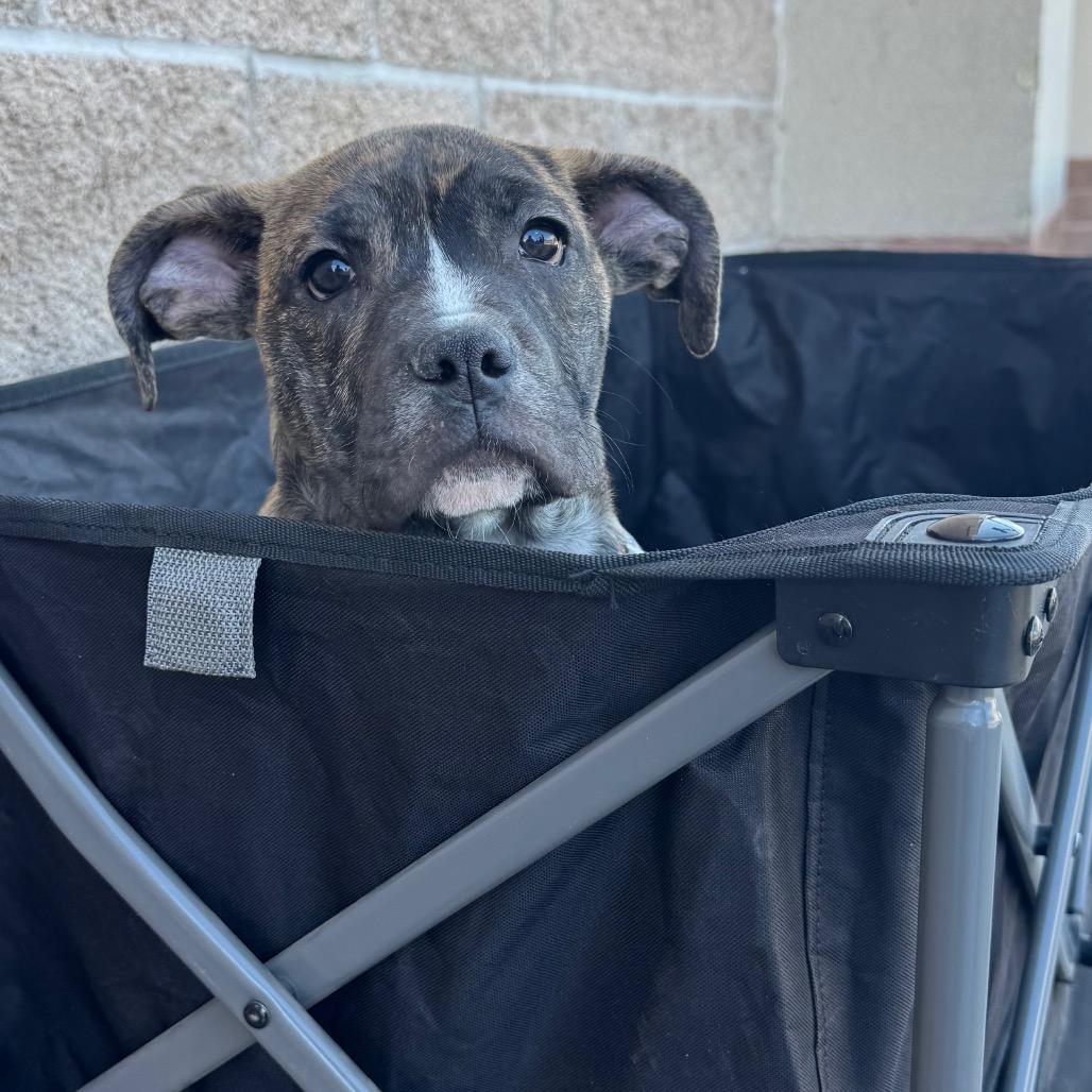 Tonka Jahari, a Adoptable mixed breed in Amarillo, TX image 2/6