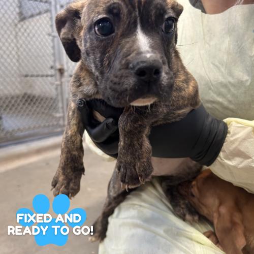 Tonka Jahari, a Adoptable mixed breed in Amarillo, TX image 3/6