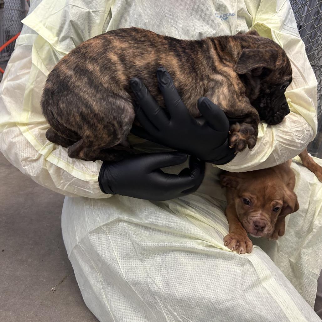 Tonka Jahari, a Adoptable mixed breed in Amarillo, TX image 4/6