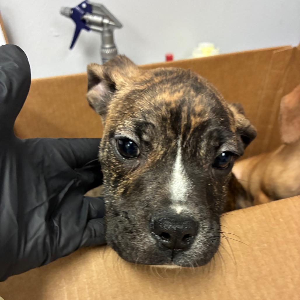 Tonka Jahari, a Adoptable mixed breed in Amarillo, TX image 5/6