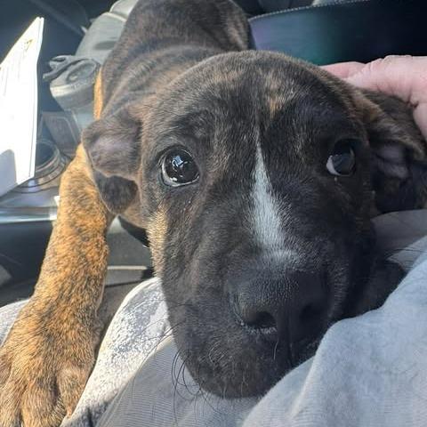 Tonka Jahari, a Adoptable mixed breed in Amarillo, TX image 6/6