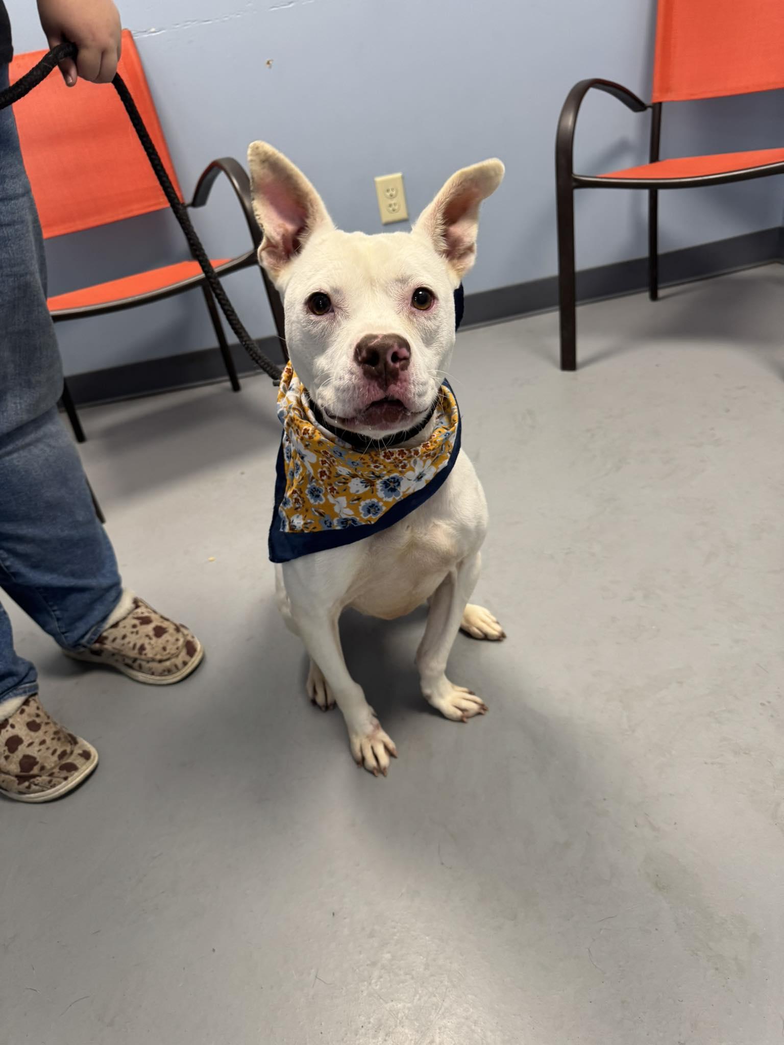 Iris, Adoptable, Young Female Terrier.