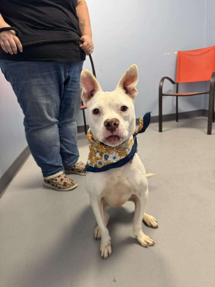 Iris, a Adoptable mixed breed in Zanesville, OH image 2/2