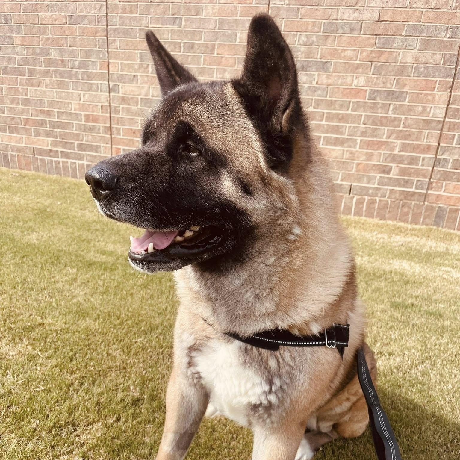 Enlarge Koda, a Adopted Akita in Phoenix, AZ image 2/5