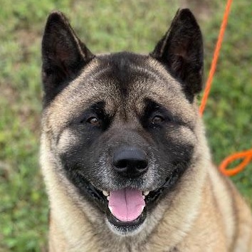 Enlarge Koda, a Adopted Akita in Phoenix, AZ image 1/5