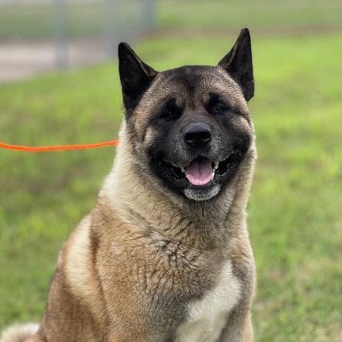 Enlarge Koda, a Adopted Akita in Phoenix, AZ image 4/5