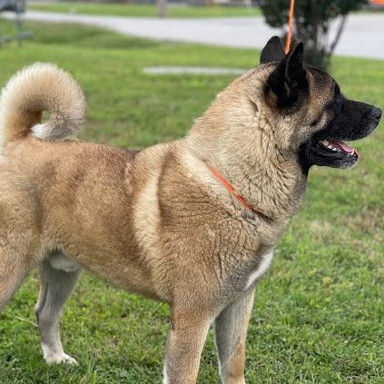 Enlarge Koda, a Adopted Akita in Phoenix, AZ image 5/5