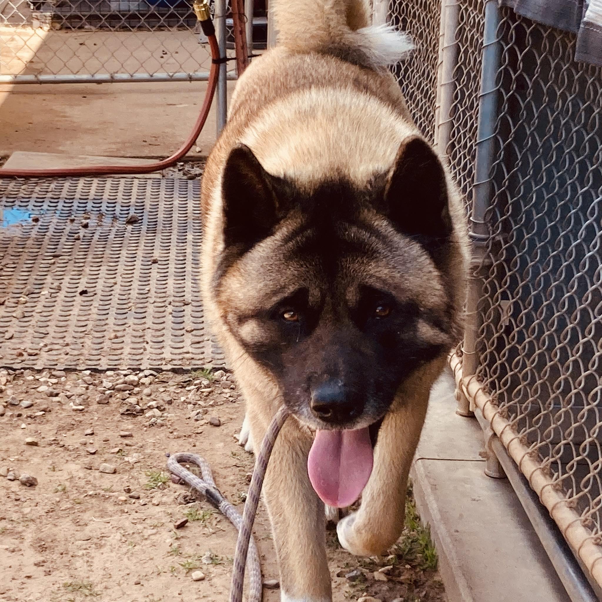 Enlarge Koda, a Adopted Akita in Phoenix, AZ image 3/5