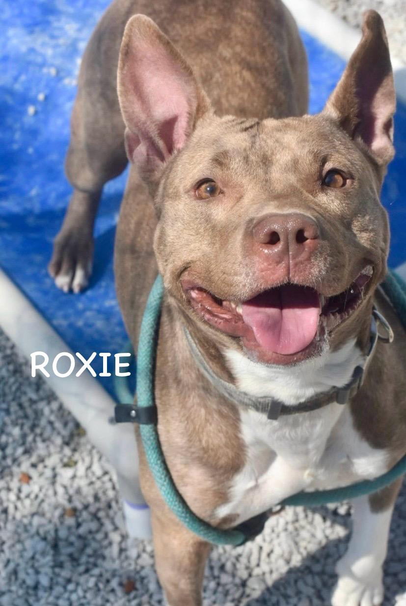 Roxie thumbnail 3
