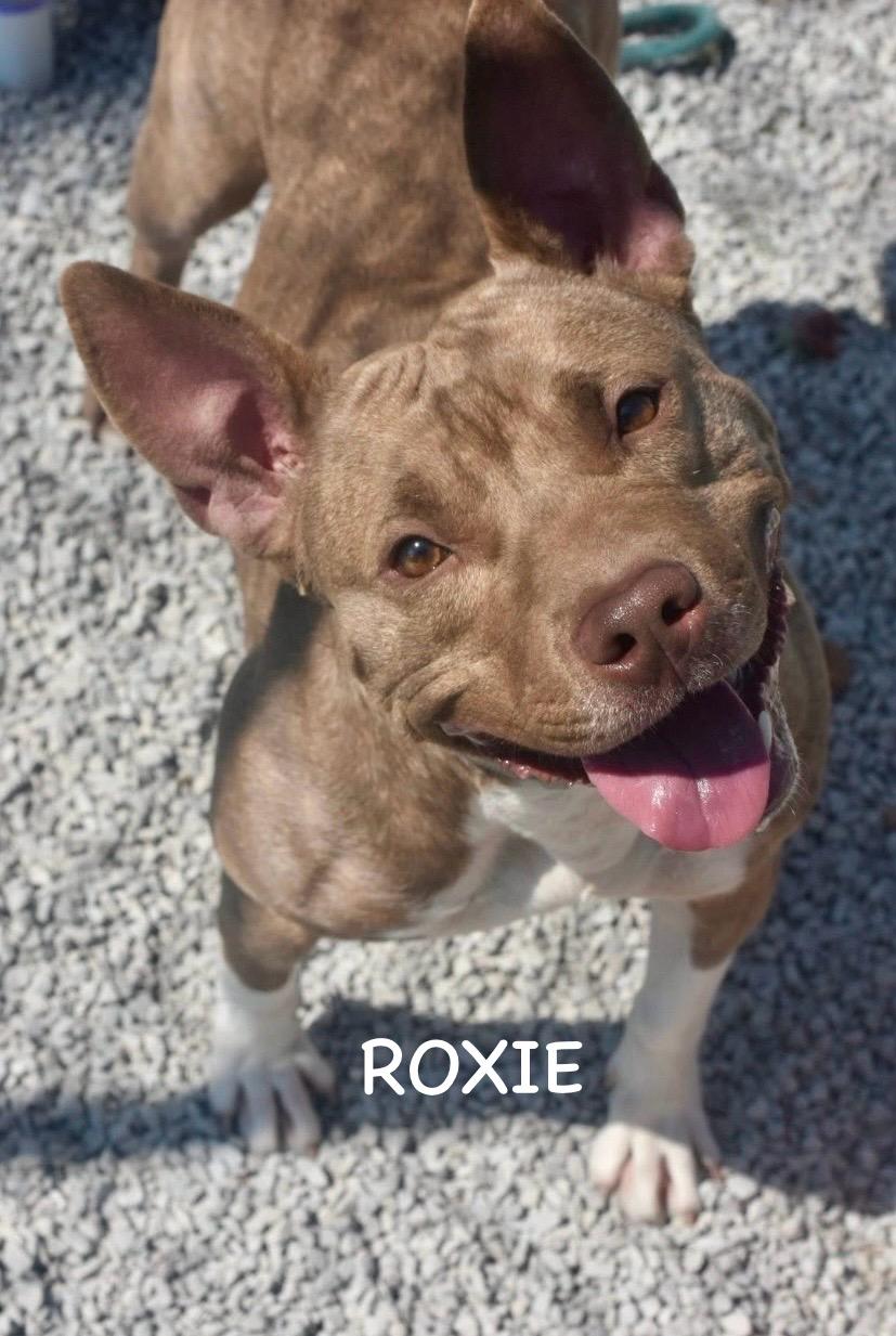 Roxie thumbnail 4