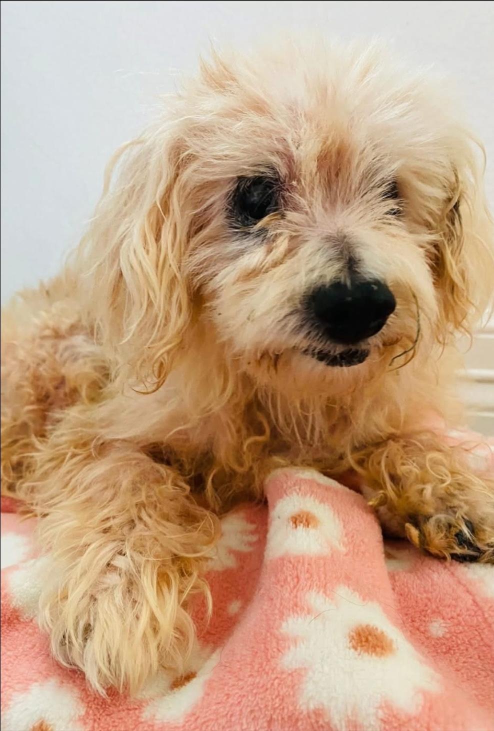 Enlarge Skylar, a Adoptable mixed breed in Apple Valley, MN image 4/5