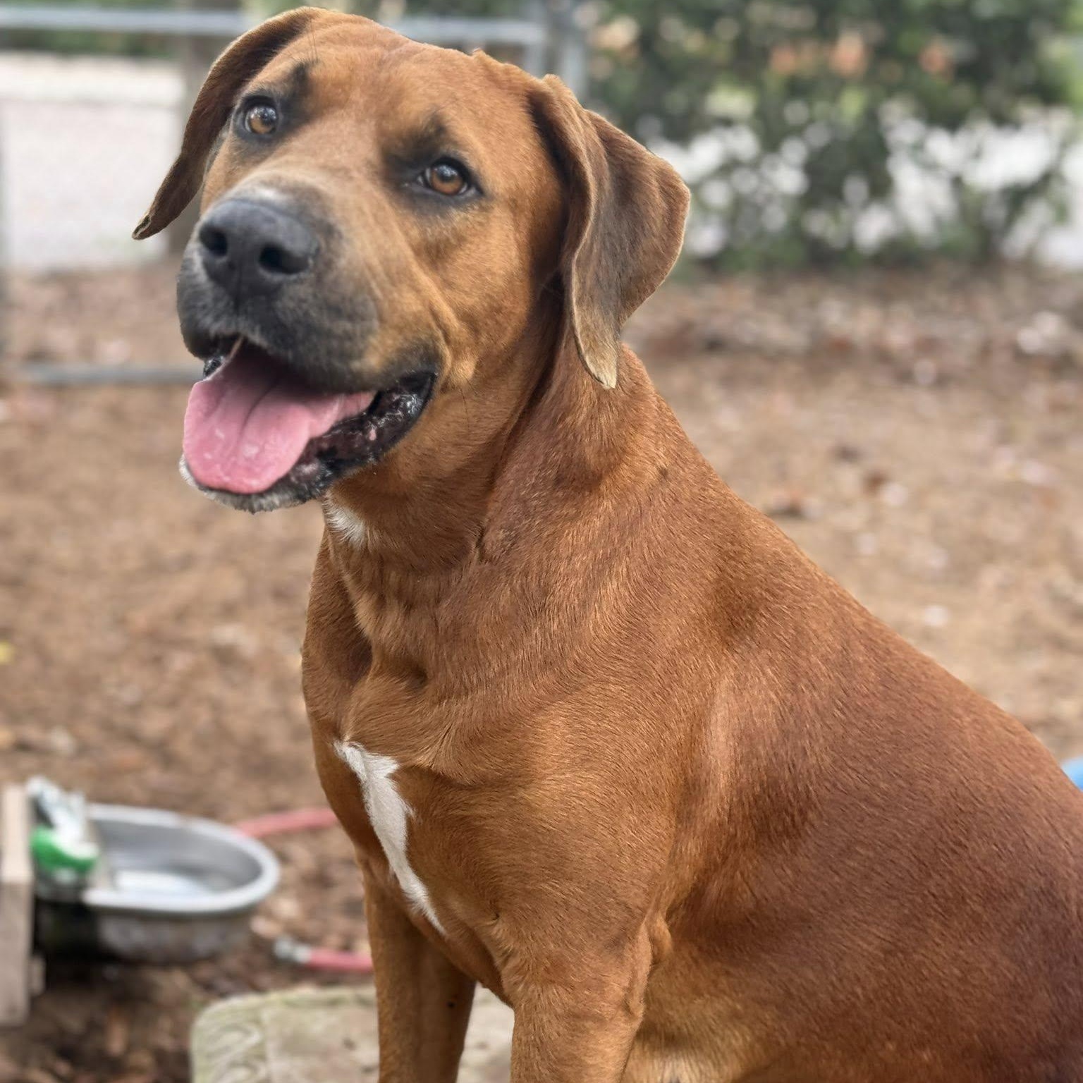 Bandita, ADOPTABLE, Adult Female Redbone Coonhound.