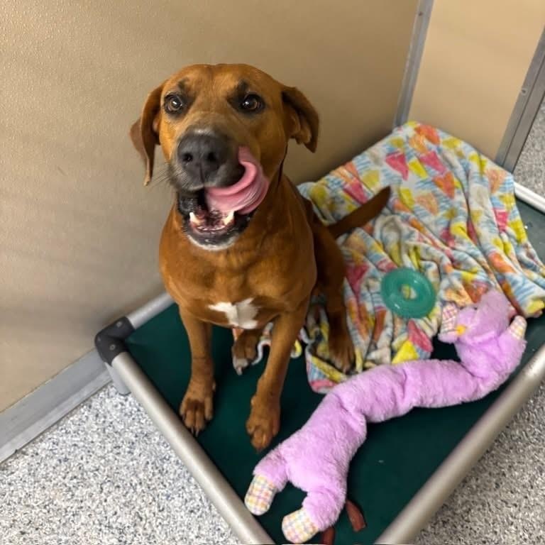 Enlarge Bandita, a ADOPTABLE mixed breed in St. Augustine, FL image 2/2