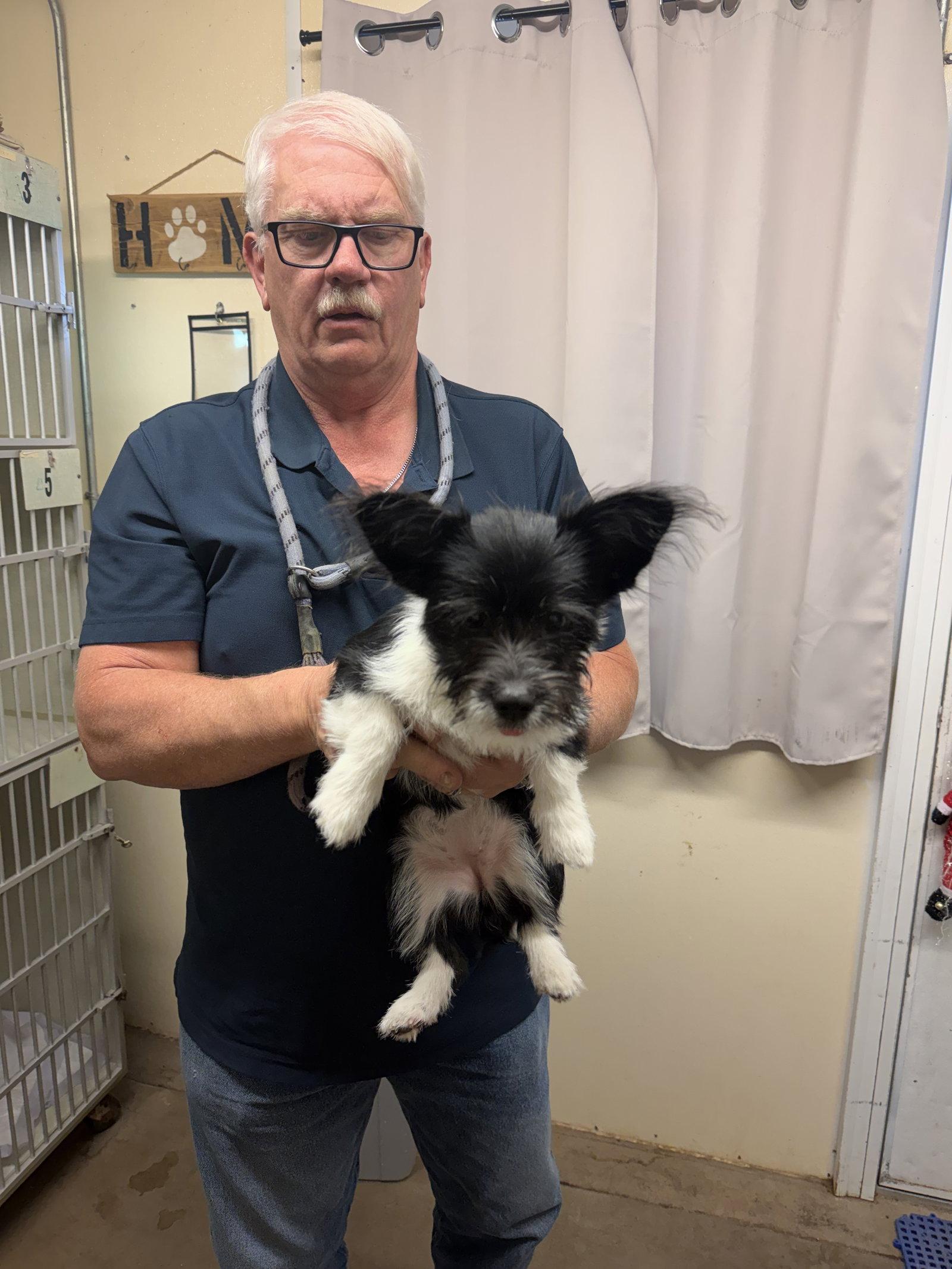 Nala, Adoptable, Adult Female Corgi & Shih Tzu.