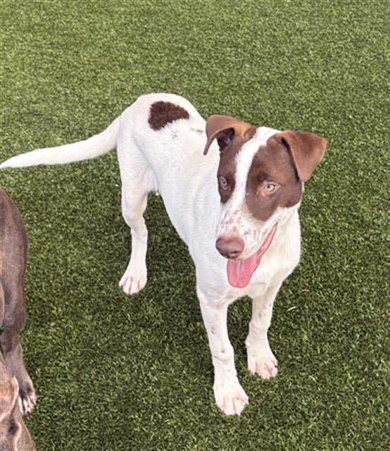 RAY, Adoptable, Young Male Siberian Husky & German Shepherd Dog.