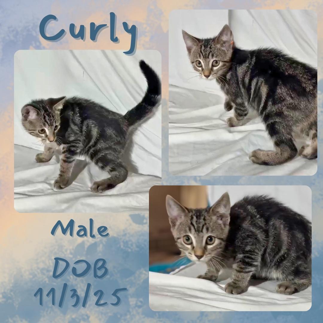 Enlarge Curly, a Adoptable mixed breed in Coeur D Alene, ID image 1/1