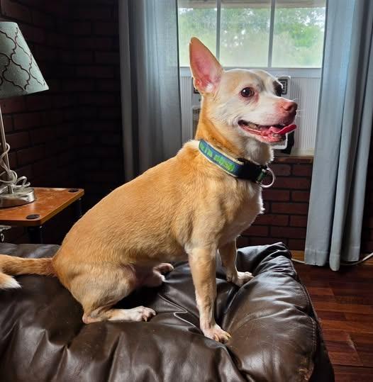 Nacho, Adoptable, Adult Male Chihuahua.