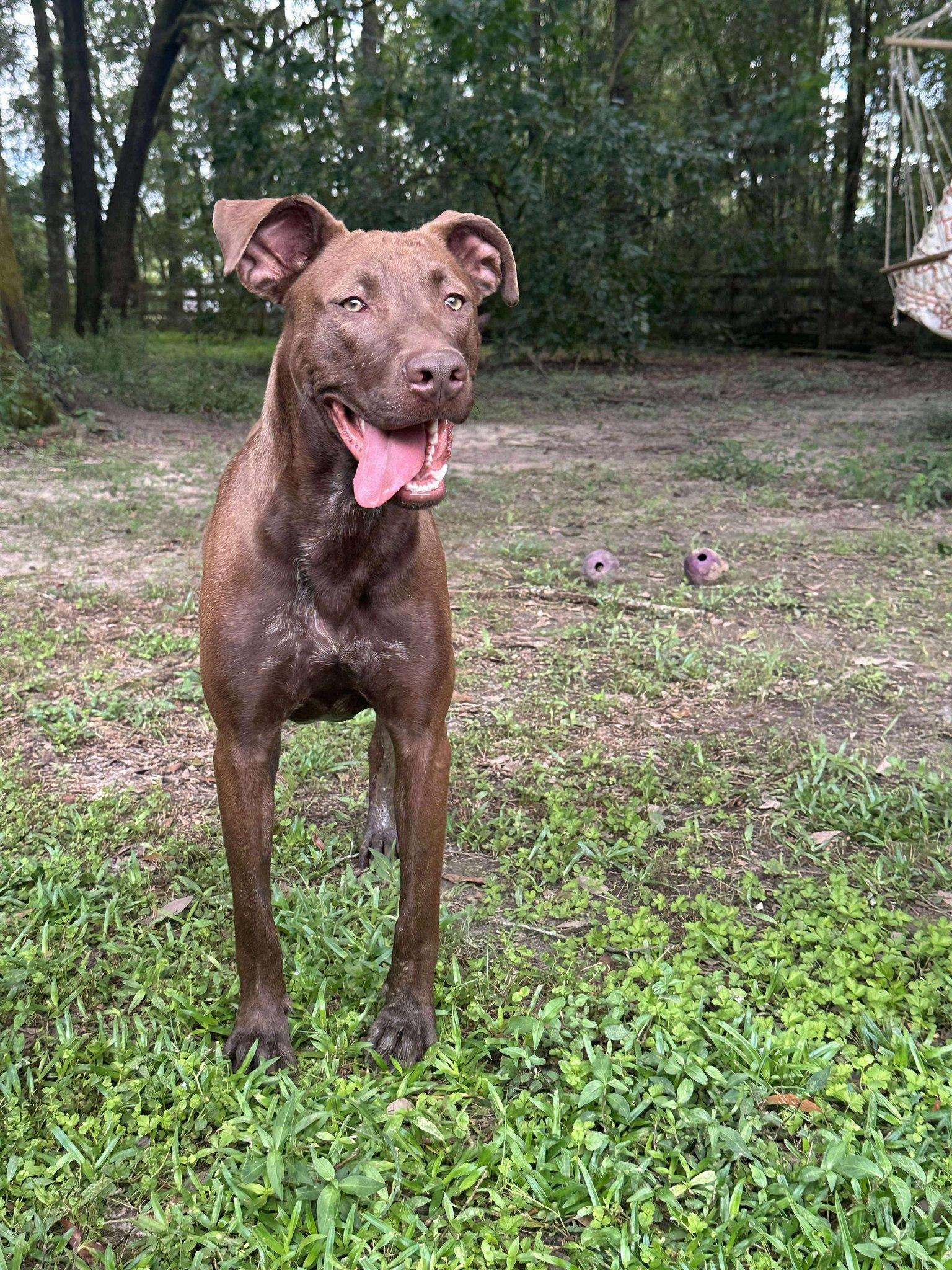 Mullican, a Adoptable mixed breed in Ocean Springs, MS image 2/6