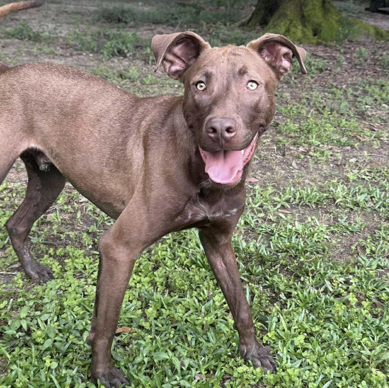 Mullican, a Adoptable mixed breed in Ocean Springs, MS image 3/6