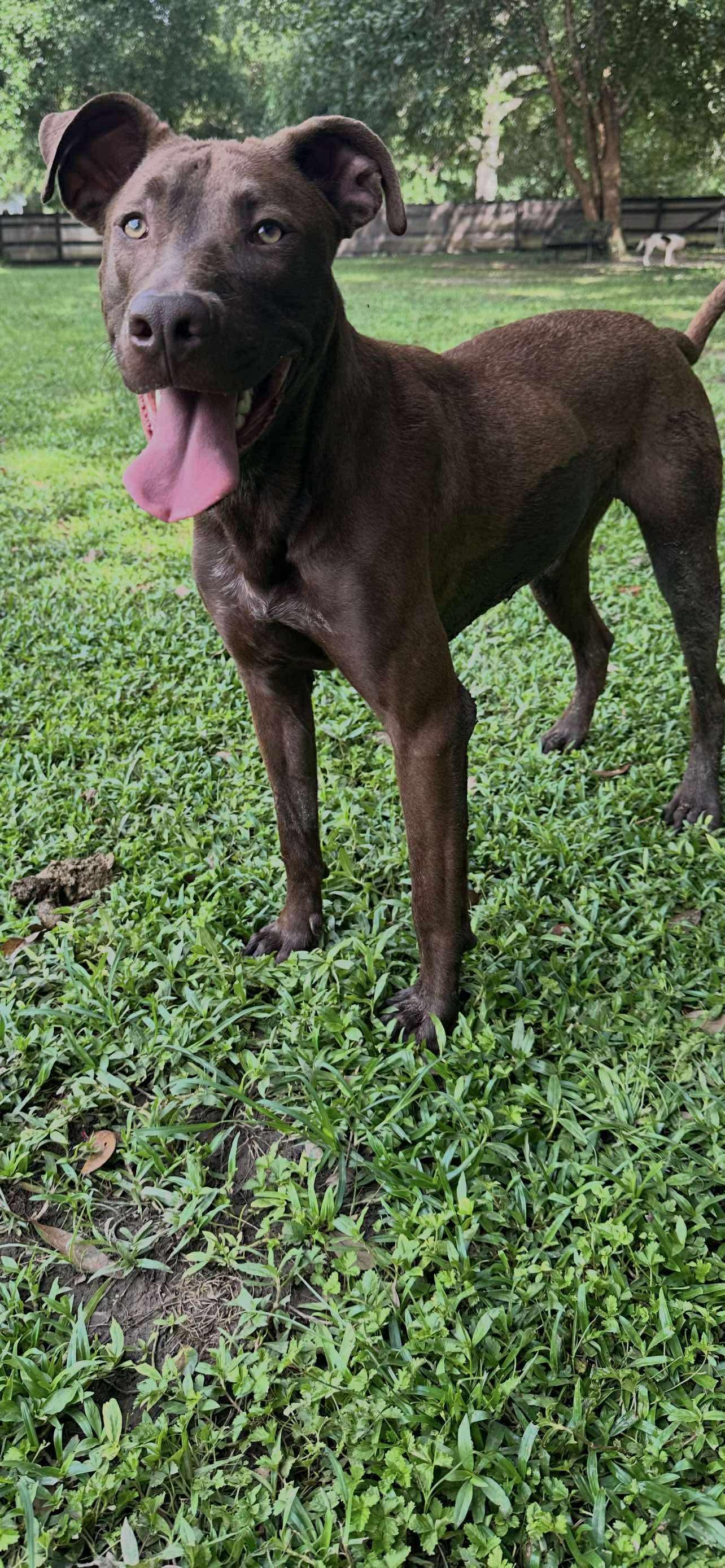 Mullican, a Adoptable mixed breed in Ocean Springs, MS image 4/6