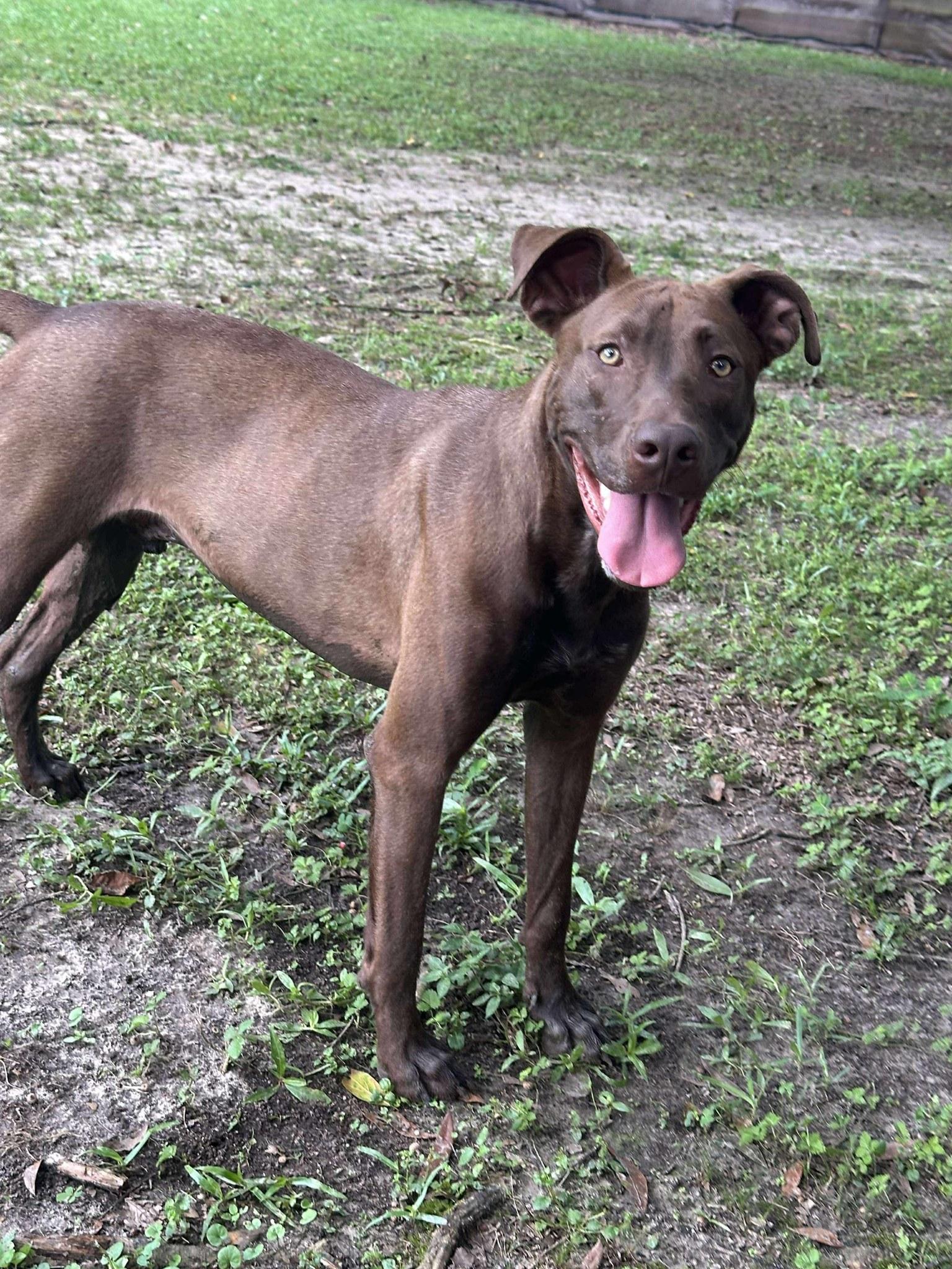 Mullican, a Adoptable mixed breed in Ocean Springs, MS image 5/6